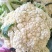 中国花菜，精品散花实花，提供各种包装，各种包装，代收代办