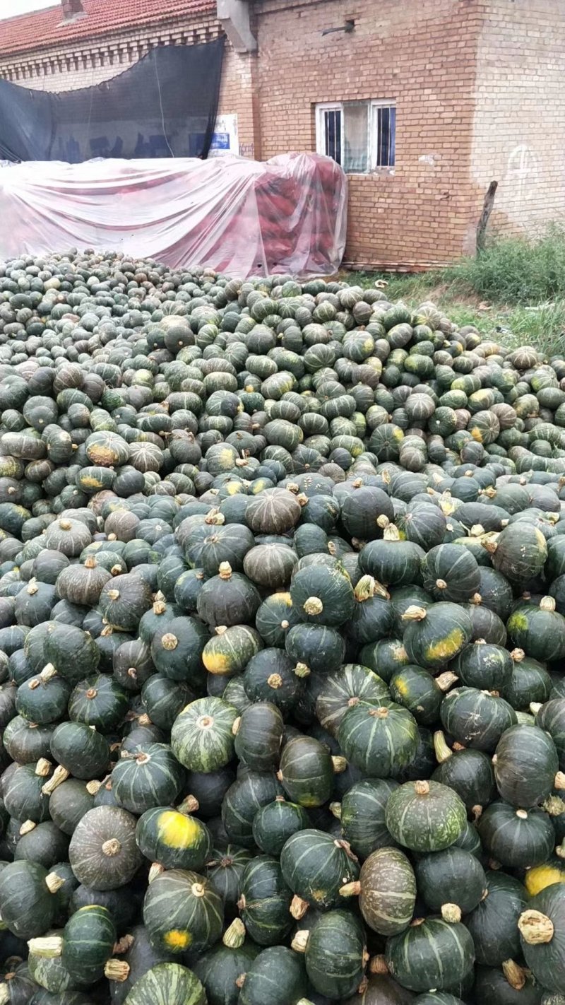 自产自销精品旱地板栗小南瓜