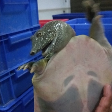老甲鱼