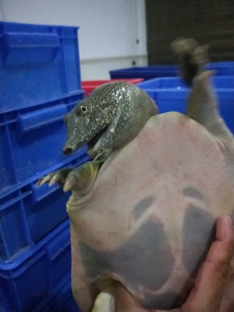 老甲鱼