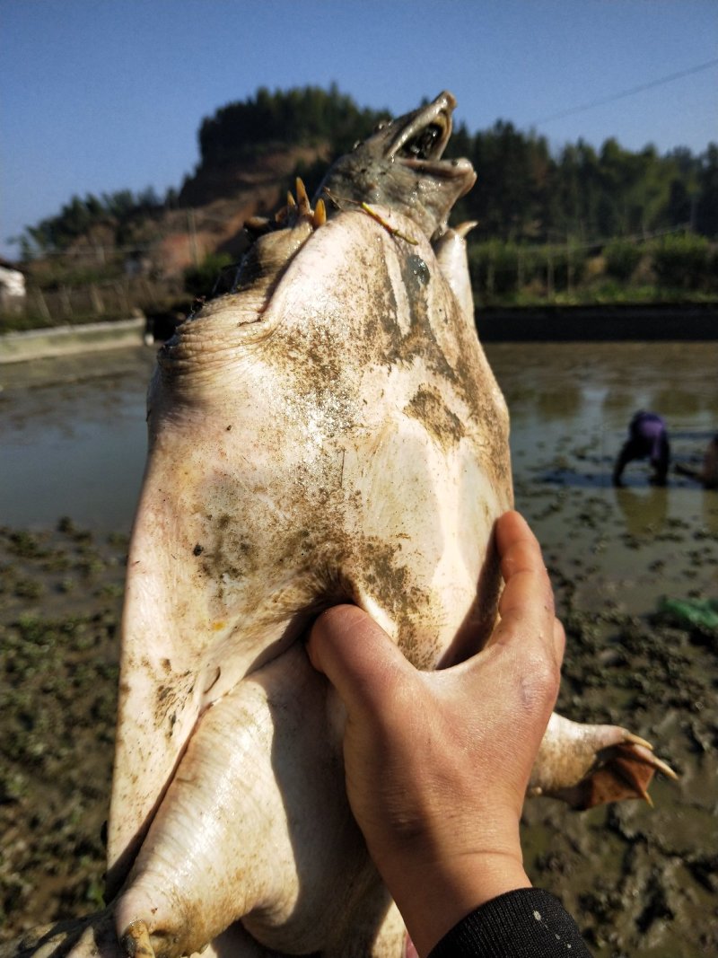 老甲鱼
