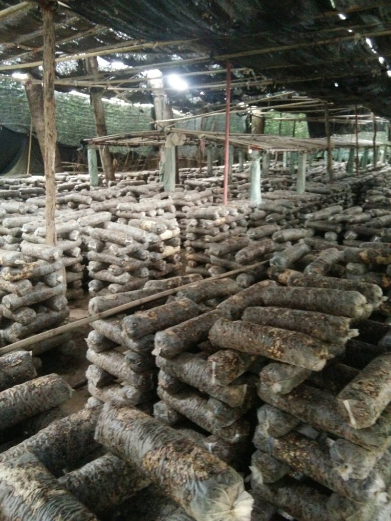 香菇菌棒，中低温，高温都有，发酵良好，品种优良