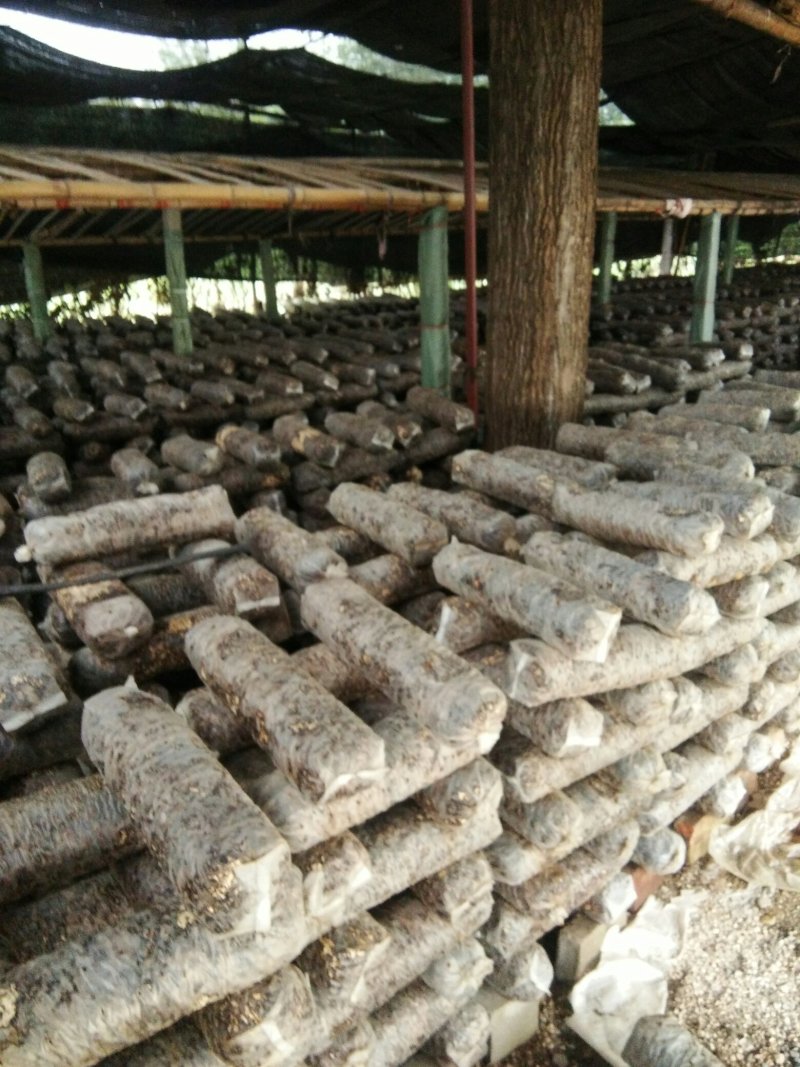 香菇菌棒，中低温，高温都有，发酵良好，品种优良