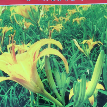 黄花菜种子珍品黄花菜种子
