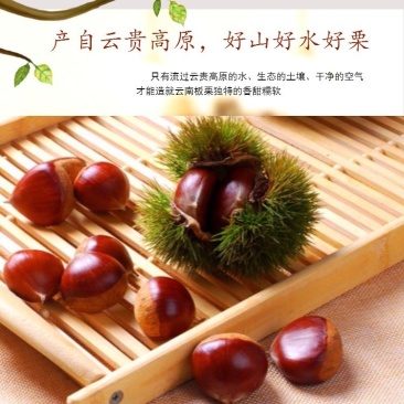 云南高原精选板栗