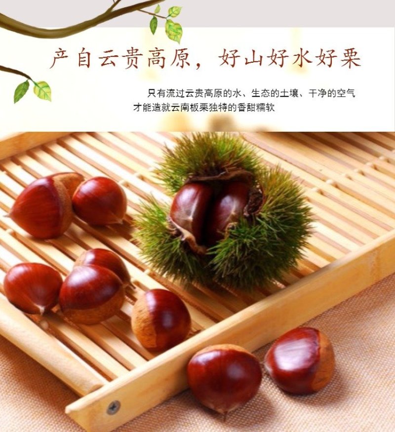 云南高原精选板栗