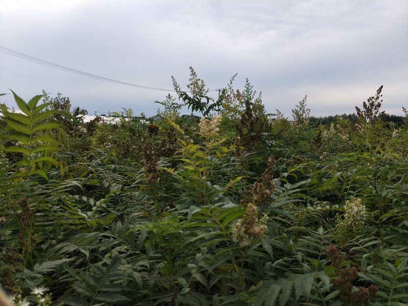珍珠梅优质珍珠梅产地直发一手货源支持实地看货