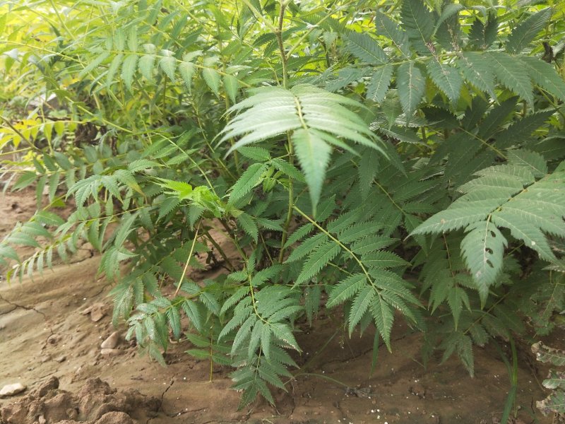 珍珠梅优质珍珠梅产地直发一手货源支持实地看货
