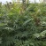 珍珠梅优质珍珠梅产地直发一手货源支持实地看货