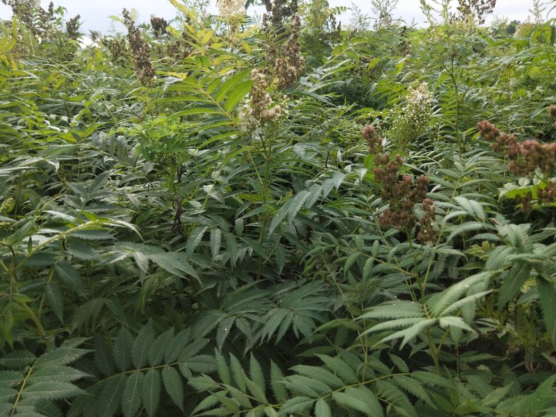 珍珠梅优质珍珠梅产地直发一手货源支持实地看货