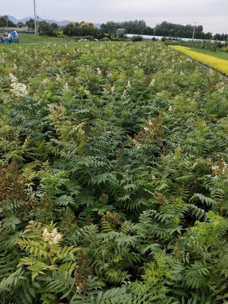 珍珠梅优质珍珠梅产地直发一手货源支持实地看货