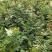 珍珠梅优质珍珠梅产地直发一手货源支持实地看货