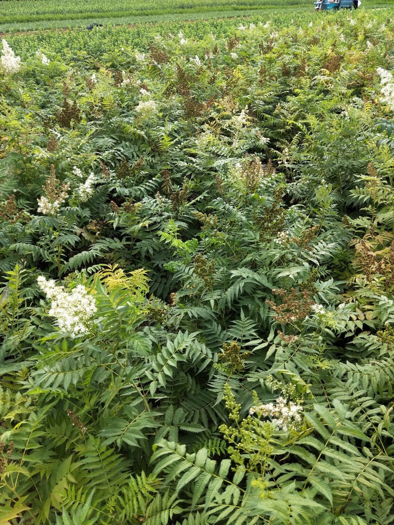 珍珠梅优质珍珠梅产地直发一手货源支持实地看货