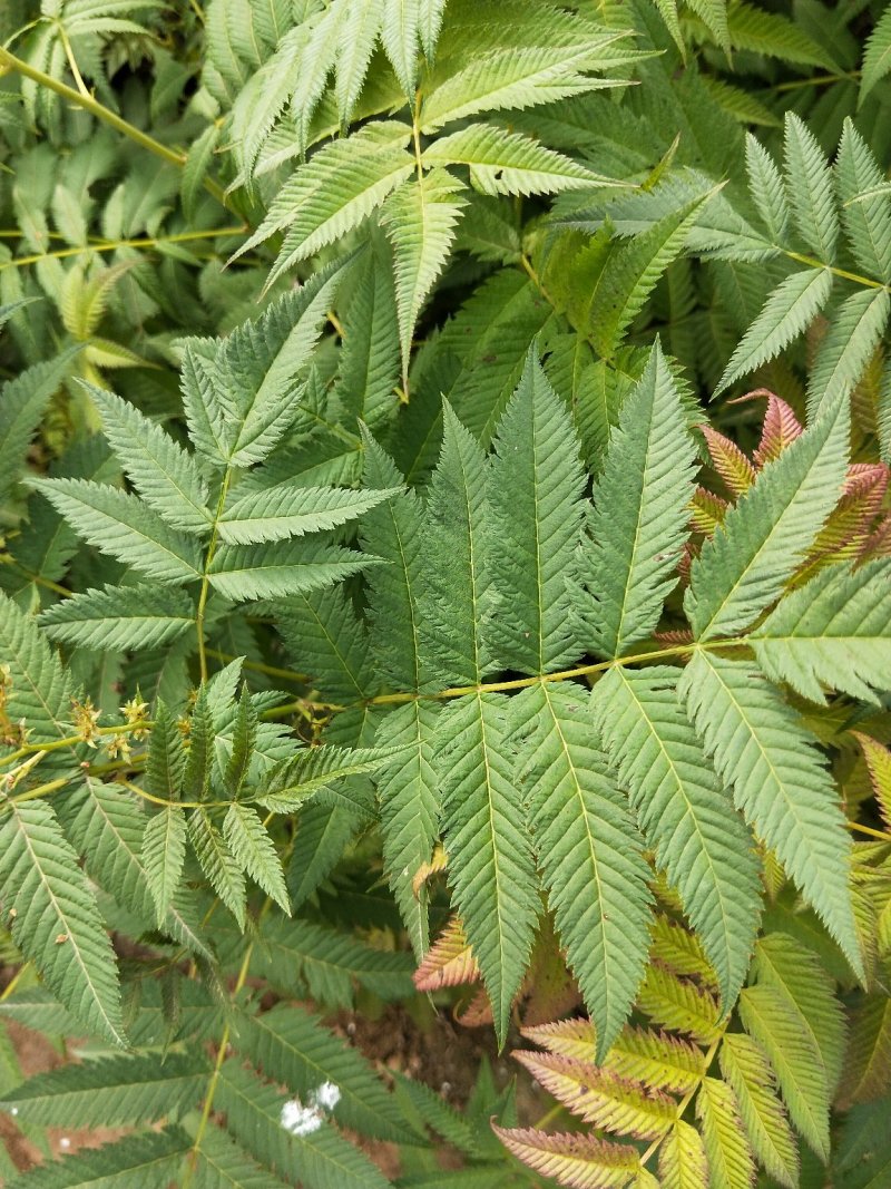 珍珠梅优质珍珠梅产地直发一手货源支持实地看货