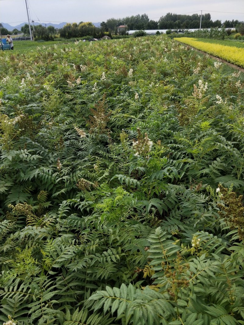 珍珠梅优质珍珠梅产地直发一手货源支持实地看货