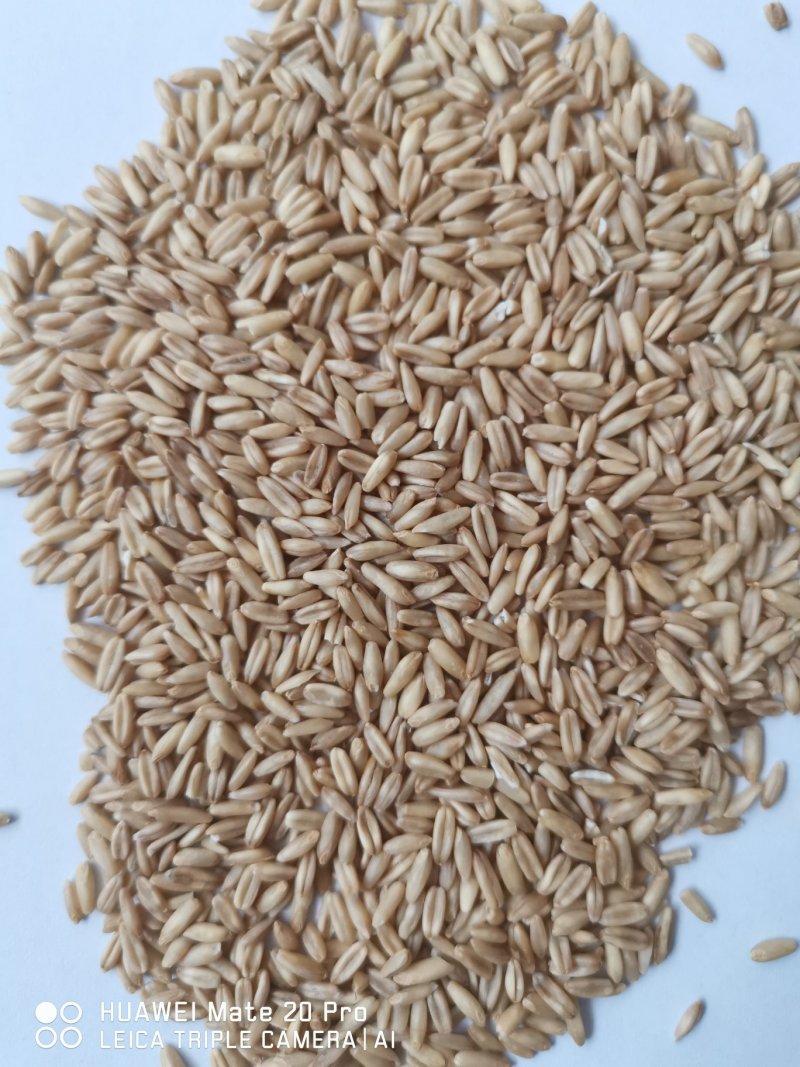 燕麦米