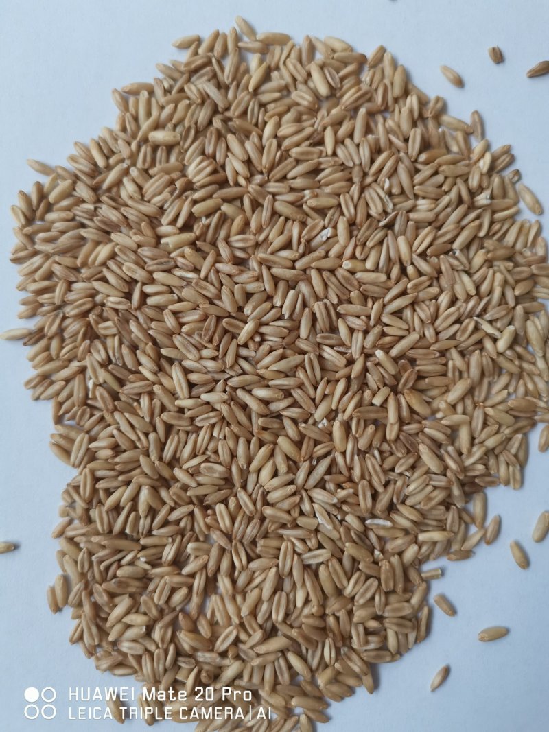 燕麦米