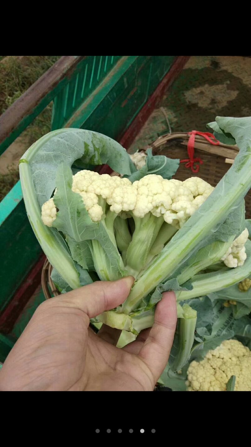 菜花