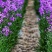 蓝香芥籽种蓝色油菜花欧亚香花芥公园庭院四季