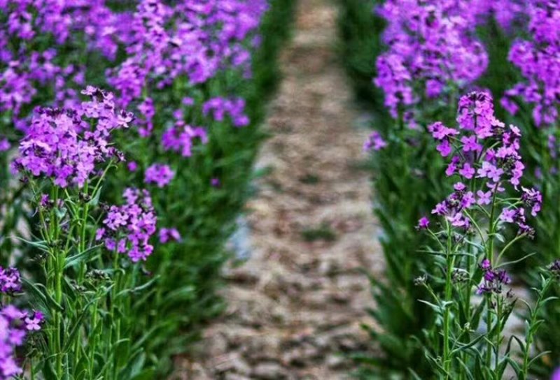 蓝香芥籽种蓝色油菜花欧亚香花芥公园庭院四季