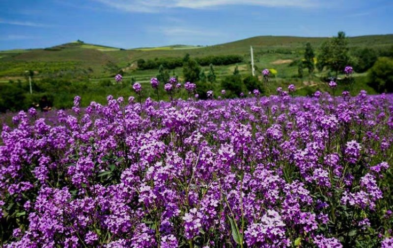 蓝香芥籽种蓝色油菜花欧亚香花芥公园庭院四季