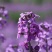 蓝香芥籽种蓝色油菜花欧亚香花芥公园庭院四季