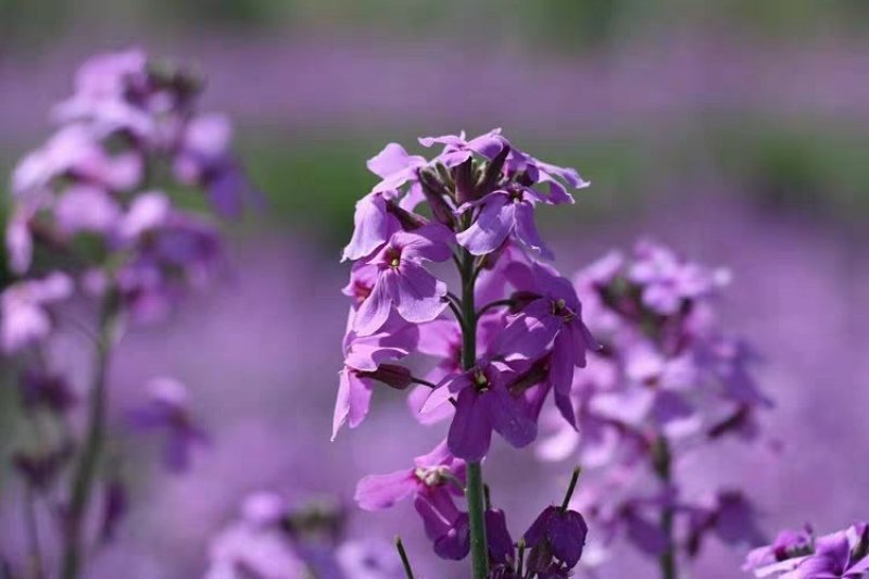 蓝香芥籽种蓝色油菜花欧亚香花芥公园庭院四季