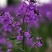 蓝香芥籽种蓝色油菜花欧亚香花芥公园庭院四季