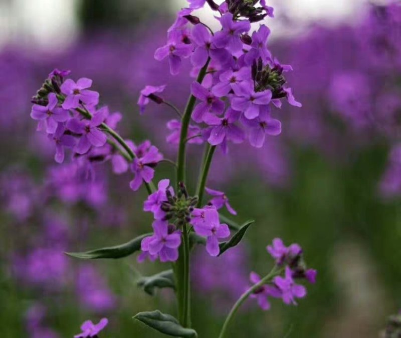 蓝香芥籽种蓝色油菜花欧亚香花芥公园庭院四季