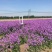 蓝香芥籽种蓝色油菜花欧亚香花芥公园庭院四季