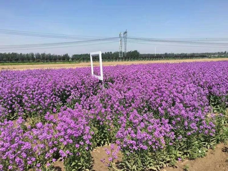 蓝香芥籽种蓝色油菜花欧亚香花芥公园庭院四季