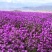 蓝香芥籽种蓝色油菜花欧亚香花芥公园庭院四季