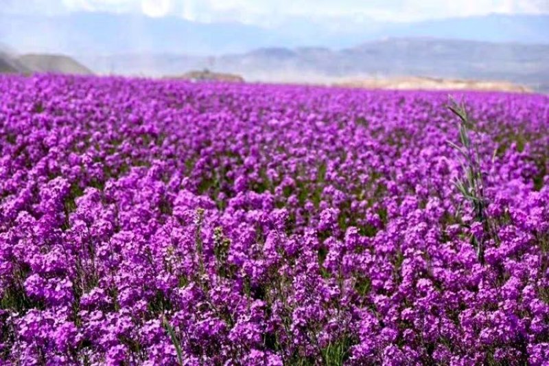 蓝香芥籽种蓝色油菜花欧亚香花芥公园庭院四季