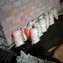供应市场萝卜，供应加工萝卜次品，量大更优