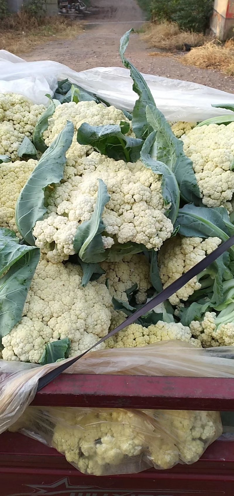 山东有机花菜上市跑市场加工厂都可以欢迎洽谈
