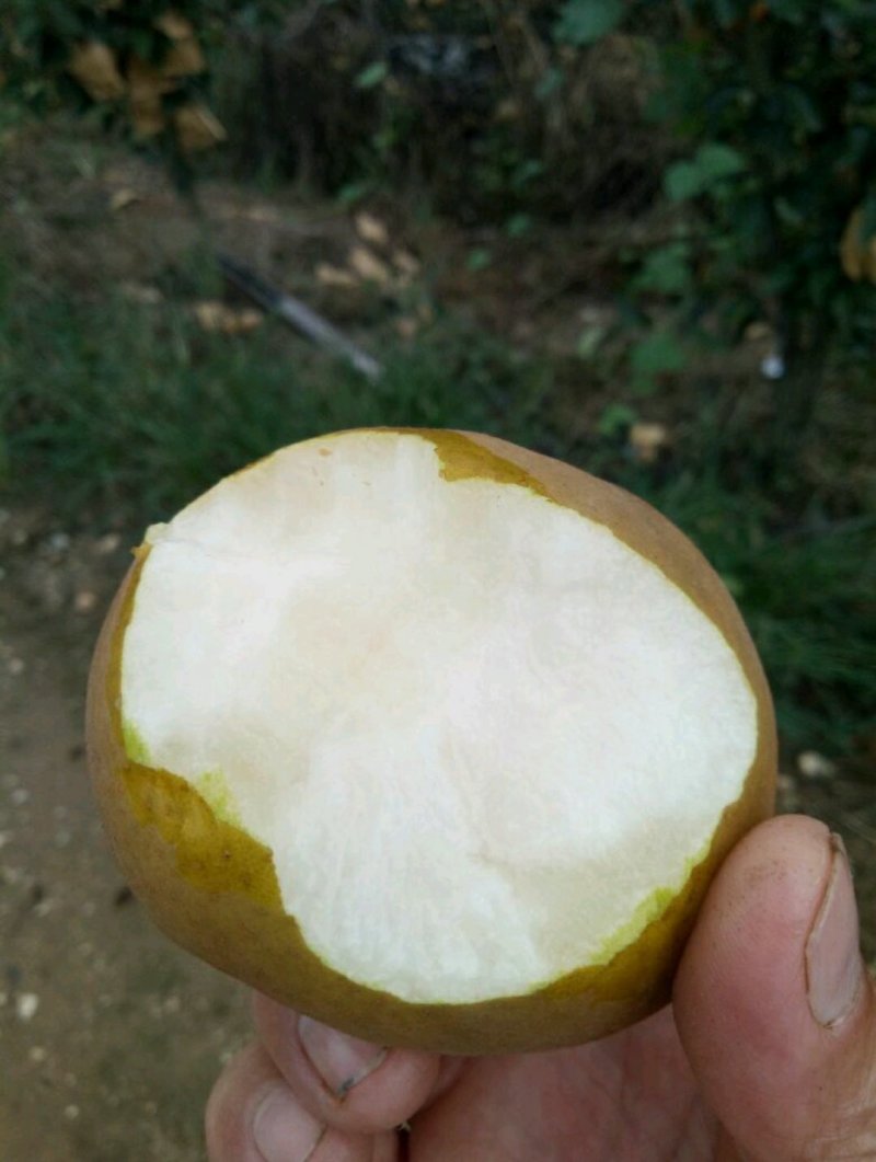 晚秋黄梨圆黄梨沙梨丰水梨产地直发量大价优，欢迎来电