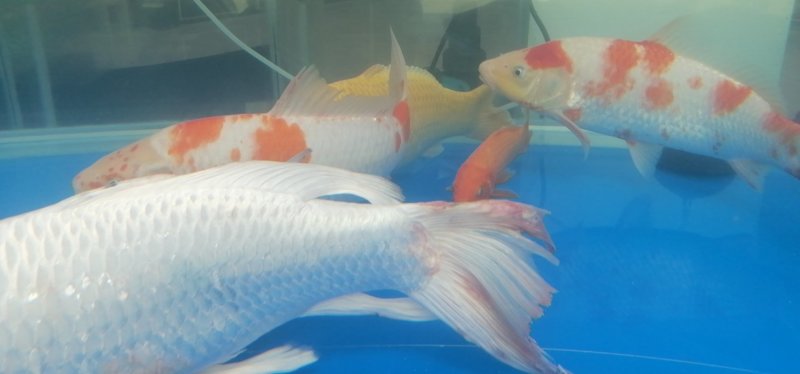 锦鲤