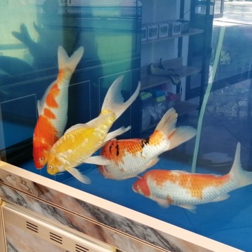 锦鲤