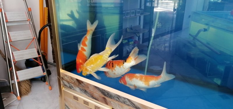 锦鲤