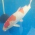 锦鲤
