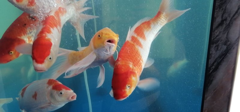 锦鲤