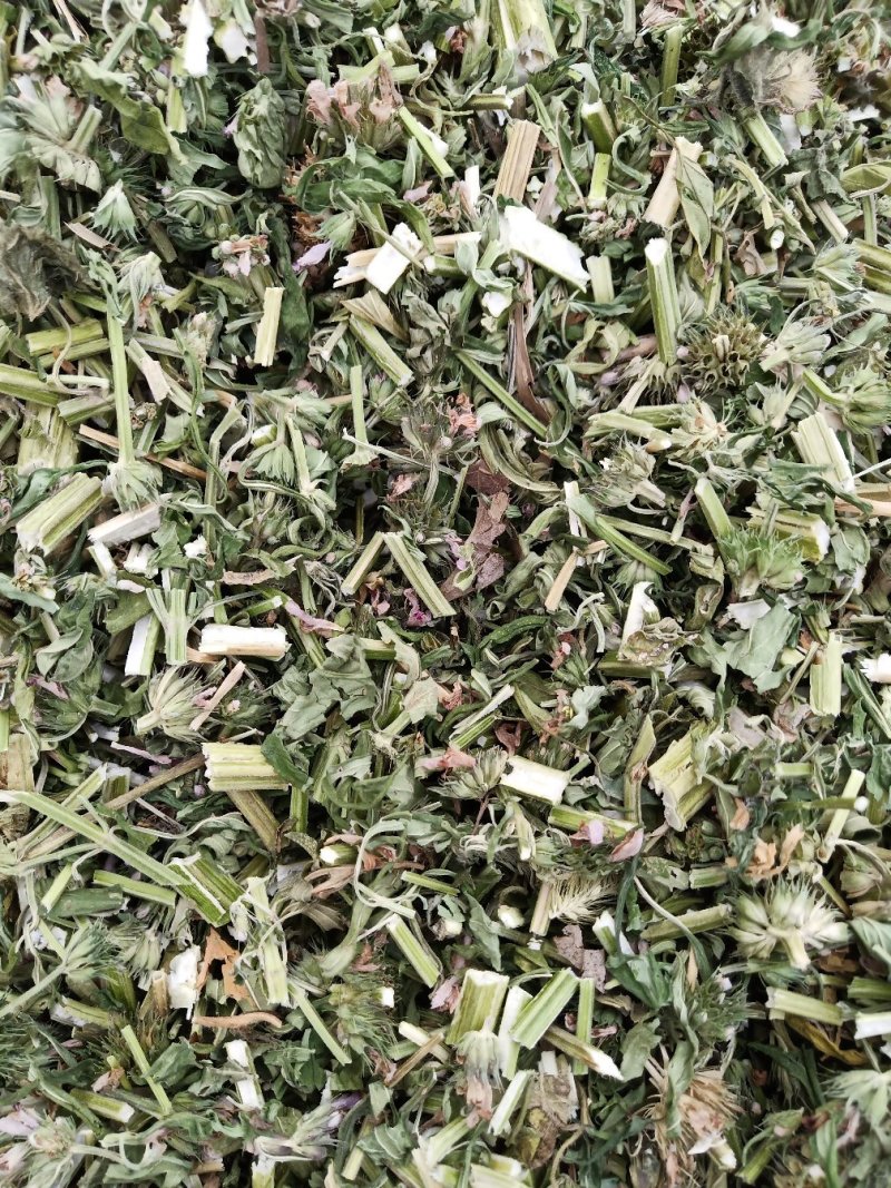 益母草