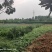 句容市养鸡场出租