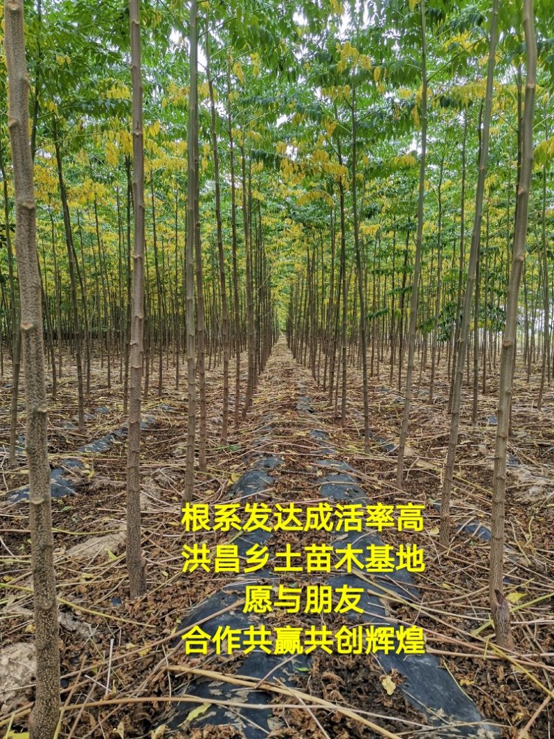 【低价】山东苦楝树苗，苦楝树2-4公分苦楝树，基地直达