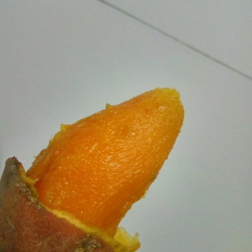 烟25种薯块