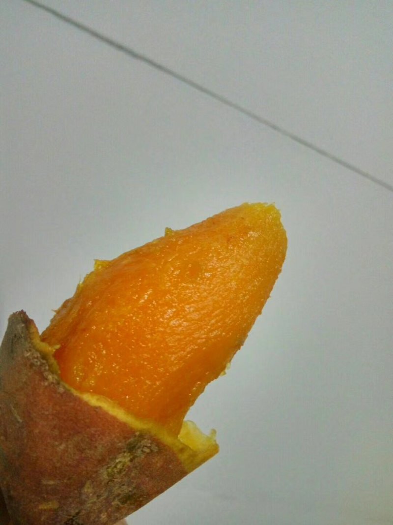烟25种薯块
