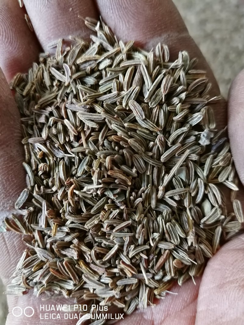 柴胡种子，藏柴胡种子，柴胡种子产地直发