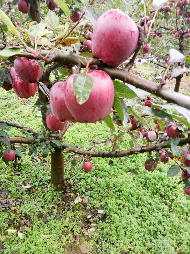 ***苹果，值得信赖