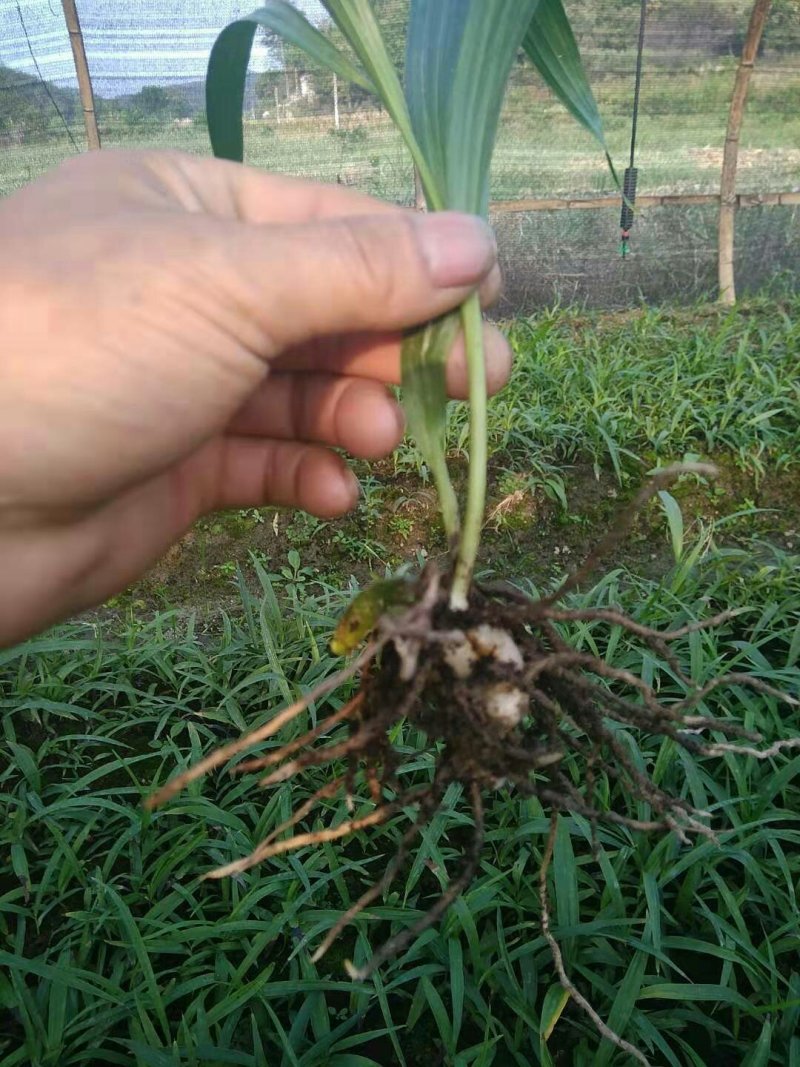 白芨苗纯紫花三叉