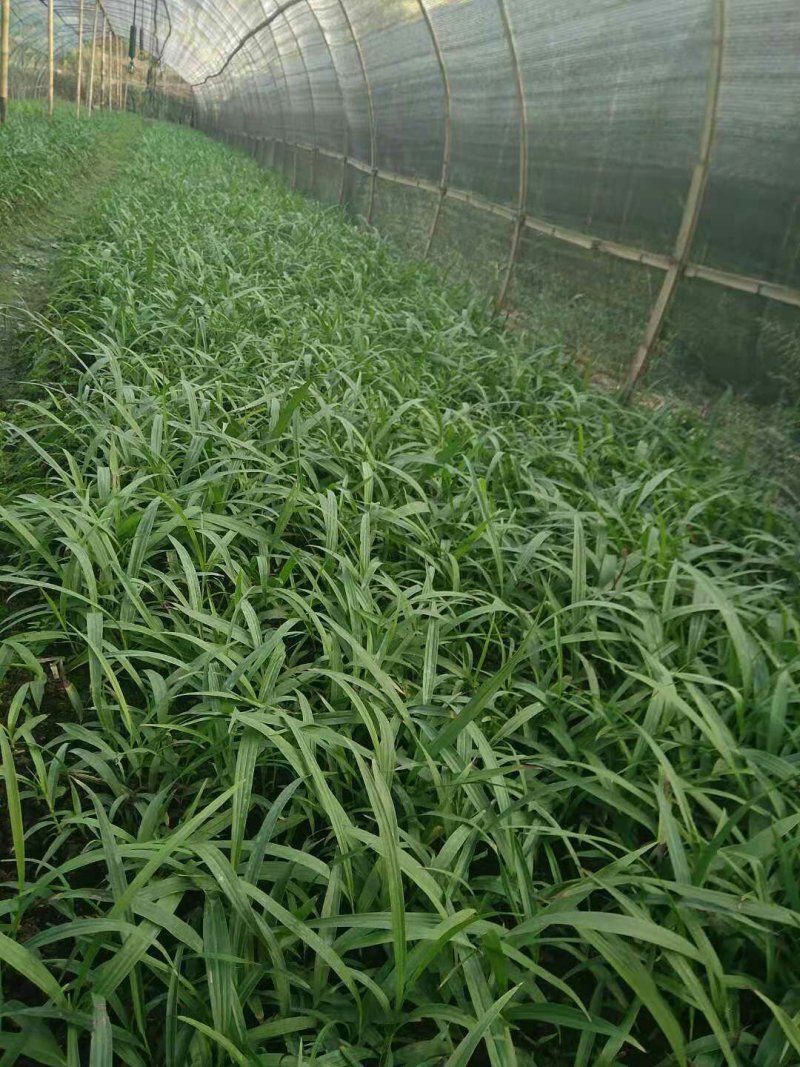白芨苗纯紫花三叉